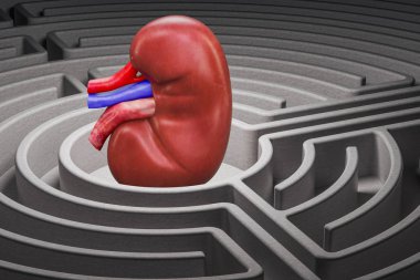 Human kidney organ in the labyrinth maze, 3D rendering  clipart