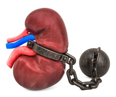 Kidney Pain concept. Human kidney with shackle. 3D rendering clipart