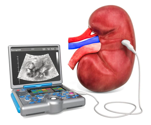 Kidney Ultrasound concept. Human kidney with medical ultrasound — Stock Photo, Image