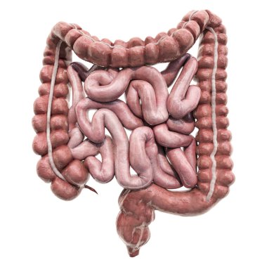 Human intestines, 3D rendering clipart