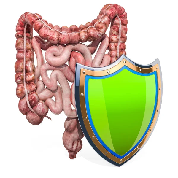 Intestini umani con scudo, protezione intestinale dalle malattie — Foto Stock