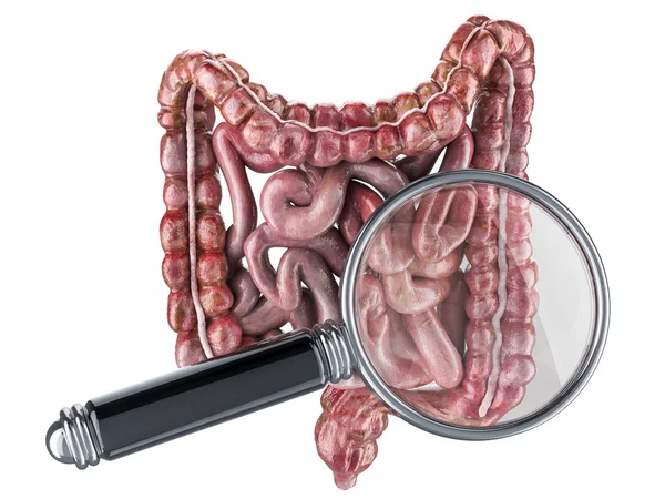 Intestinos humanos con lupa. Investigación y diagnóstico del concepto intestinal — Foto de Stock