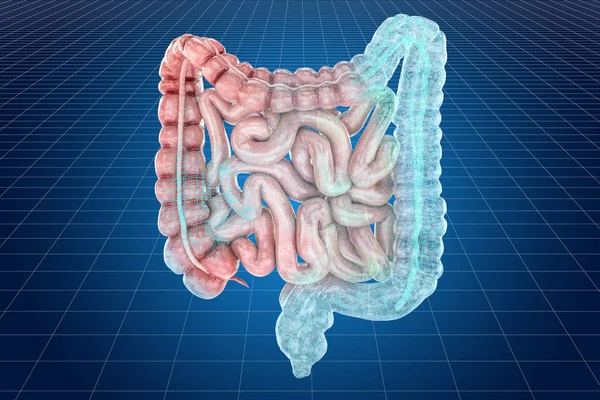 人間の腸の可視化3D cadモデル、3Dレンダリング — ストック写真