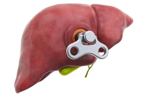 Людська печінка з підвісним ключем. Концепція лікування та відновлення — стокове фото