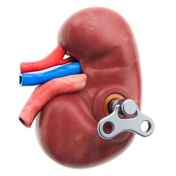 Menselijke nier met wind-up sleutel. Behandelings-en herstel concept — Stockfoto