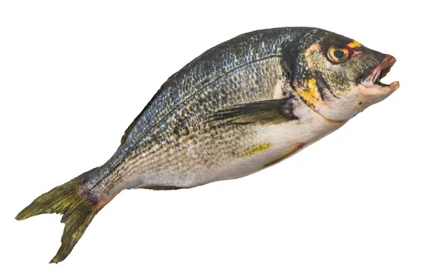 Rå guldbraxen, fisk 3d-utsmältning — Stockfoto