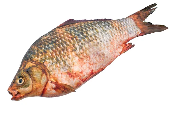 Råkarp, fisk 3D-rendering med realistisk konsistens — Stockfoto