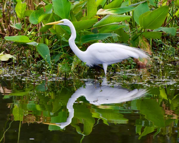 Great Egret standing in a shallow pond in the Wakodahatchee Wetlands nature preserve, January 2020.