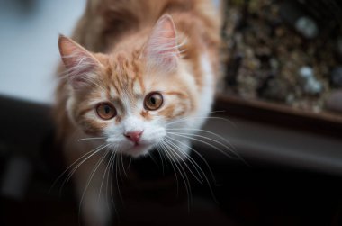Yukarıya bakıp atlamaya hazırlanıyor sürpriz zencefil kedi
