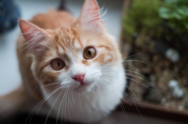 Kameraya bakarak sürpriz zencefil kedi
