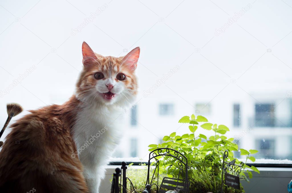 Surprised ginger cat