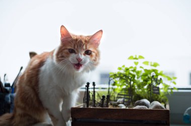 Kameraya tıslama sinsi zencefil kedi