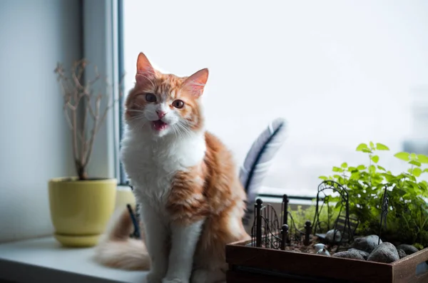 Gato Gengibre Surpreso Olhando Para Câmera — Fotografia de Stock