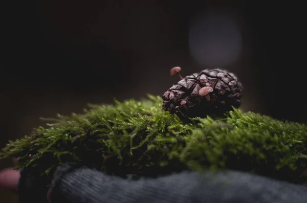 Close Segurar Pinecone Com Cogumelos Crescendo Nele — Fotografia de Stock