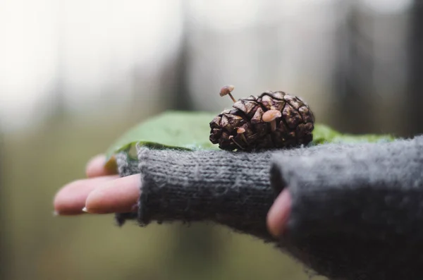 Close Segurar Pinecone Com Cogumelos Crescendo Nele — Fotografia de Stock