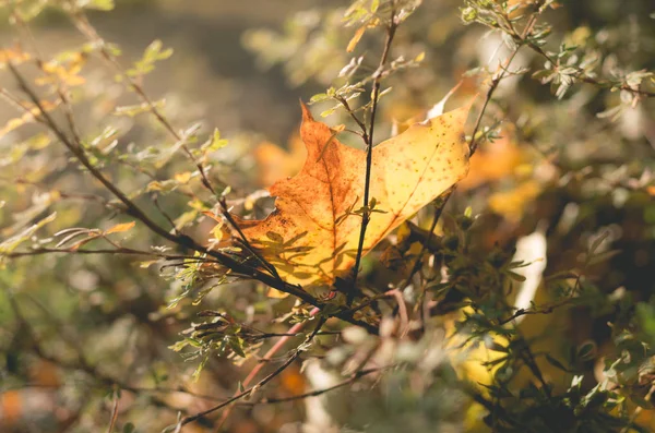 Detail Javorového Listu Podzim — Stock fotografie