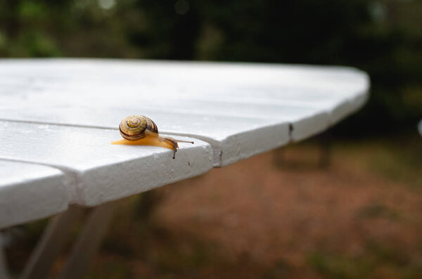 Snail moving on a white table