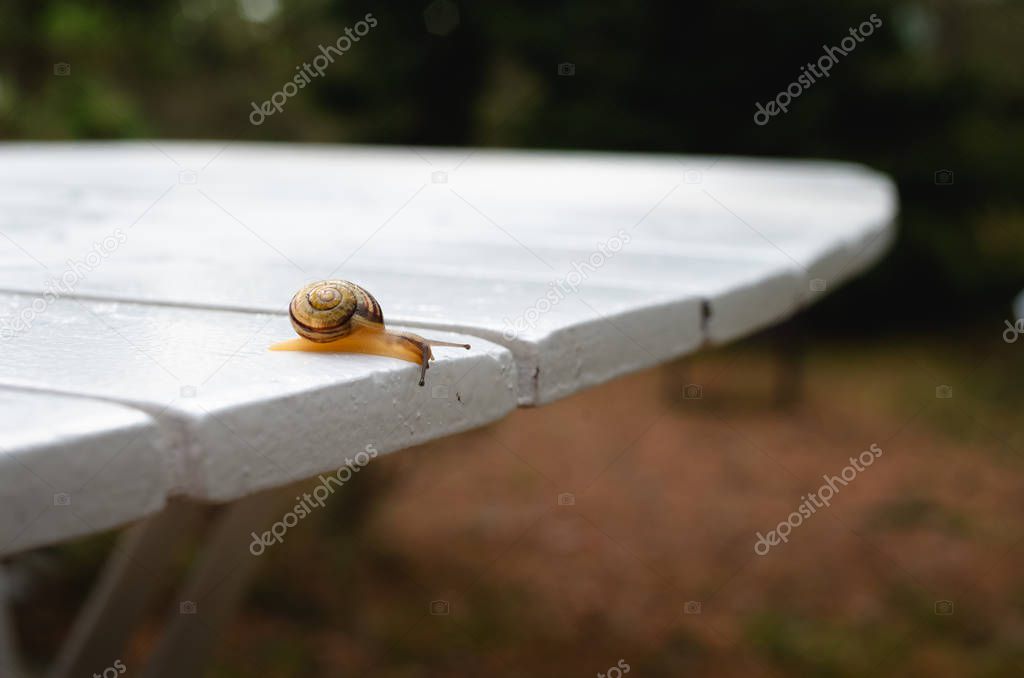 Snail moving on a white table