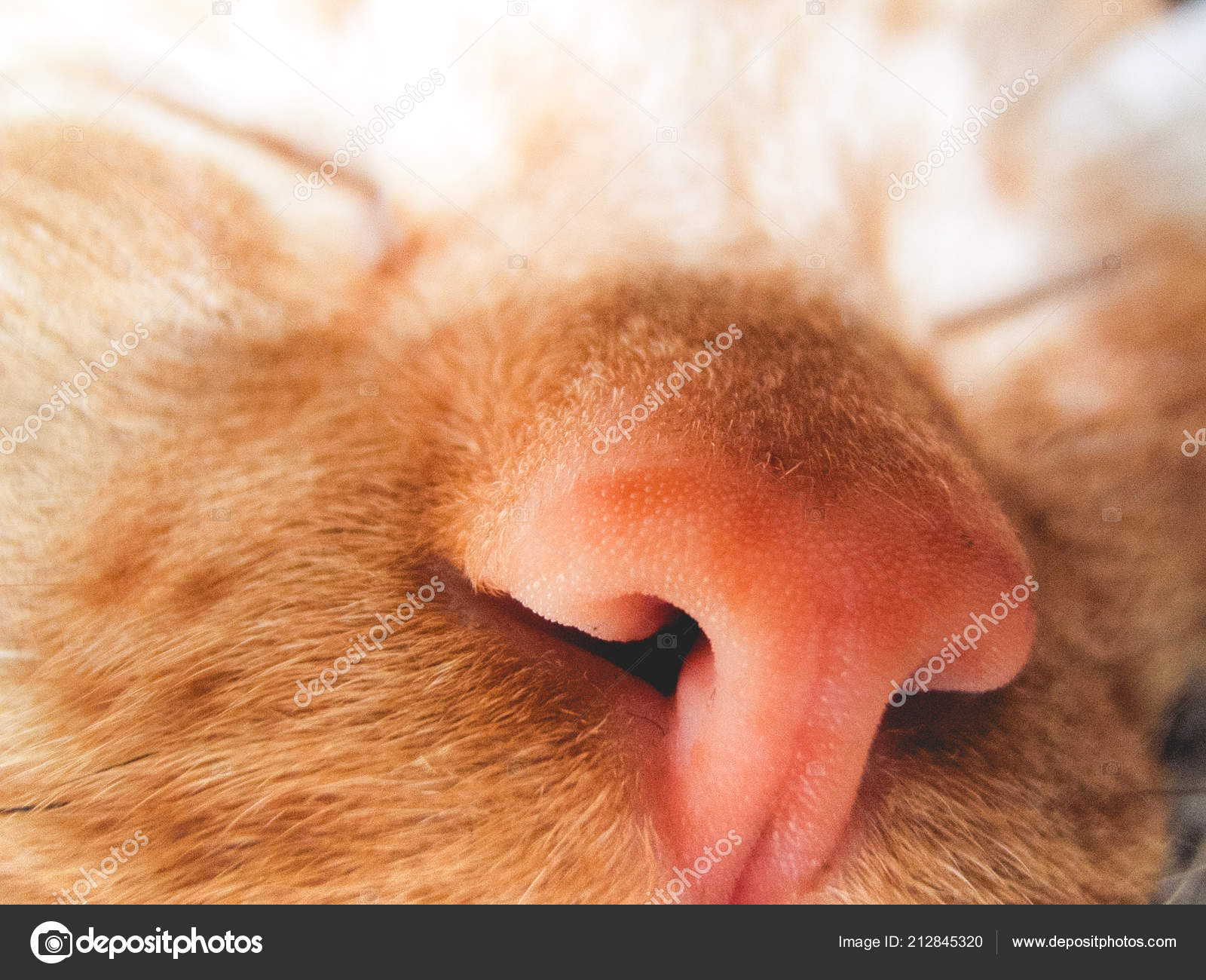 Нос должен быть мокрым. Нос должен быть мокрым. Почему у кота влажный нос. Мокрый и сухой нос у кошки. Нос кота.