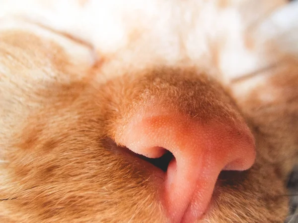 Primer plano de la nariz de un gato — Foto de Stock