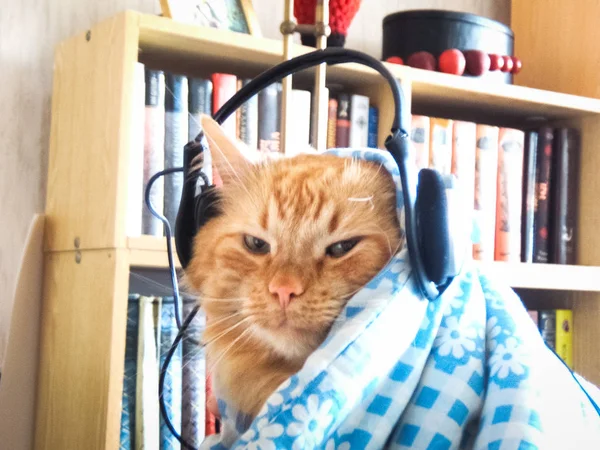 Divertido gato jengibre con auriculares —  Fotos de Stock