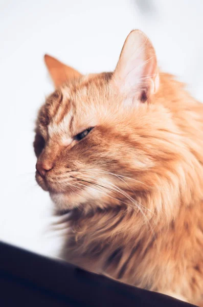 Gato espreitando com um olhar foxy — Fotografia de Stock