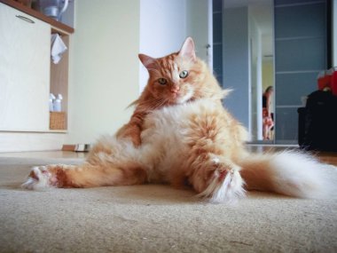 Şirin zencefil kedi komik poz oturan