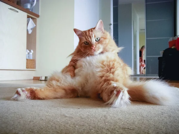 Cute Ginger Cat Sitting Funny Pose — Stock Photo, Image