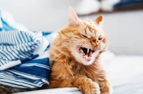 Vicces Vörös Macska Ásít Száj Tágra Nyílt — Stock Fotó