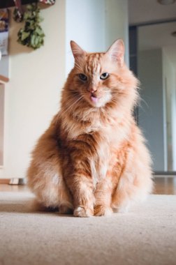 Zencefil Kedi dilini gösterilen