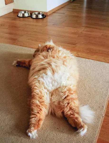 Kabarık kedi rahatlatıcı