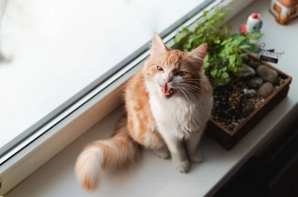 Gato Gengibre Bonito Descansando Uma Soleira Janela Assobiando — Fotografia de Stock