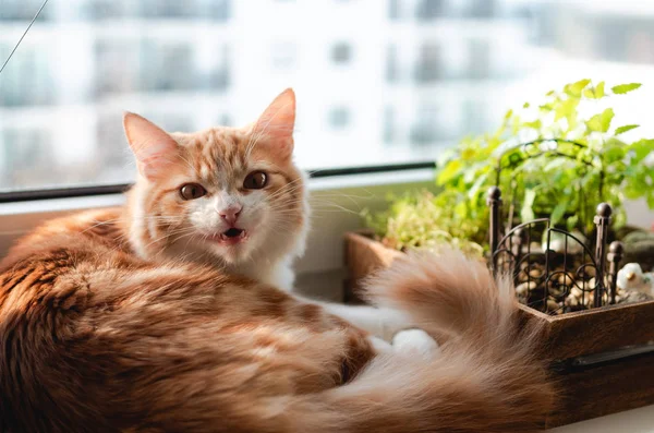 Ginger gato descansando em uma soleira da janela . — Fotografia de Stock