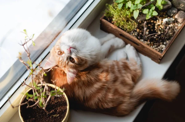 Ginger cat descansando en un alféizar de ventana . —  Fotos de Stock