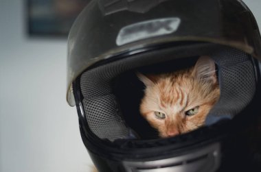 Komik ve huysuz zencefil kedi bir motosiklet kask dışında seyir.