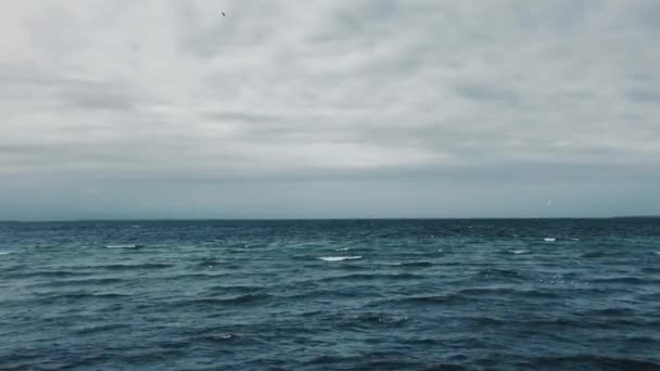 Blue Stormy Sea Seagulls Flying Swimming — Stock Video