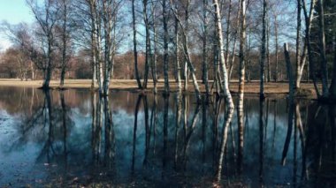 Mavi bir pınar göletine yansıyan aspen ağaçları.