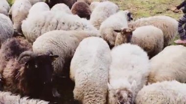 Güneşli bir yaz çayır üzerinde siyah ekmek yeme komik koyun bir kalabalık.