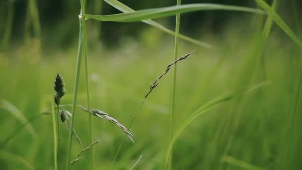 風に揺れる緑地の草のクローズアップビュー — ストック動画