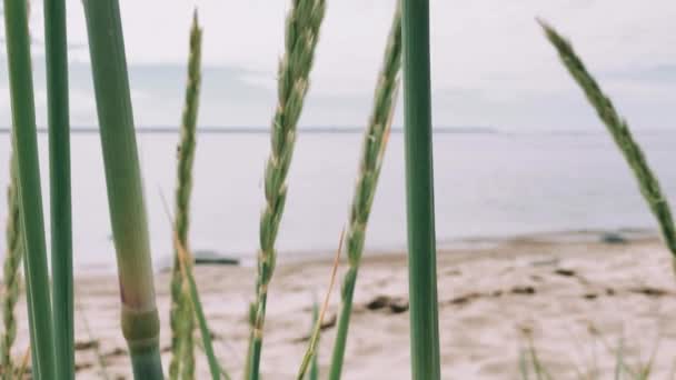 穏やかな海で草を見渡す — ストック動画