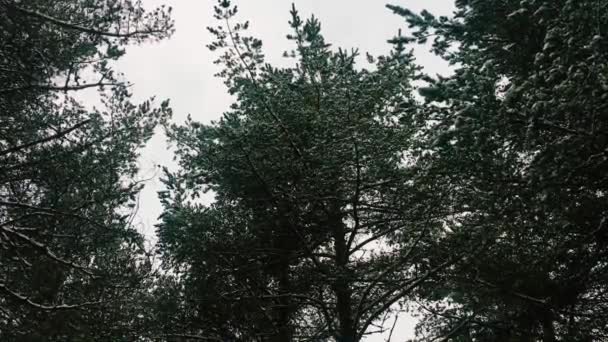 Gri Gökyüzü Düşen Kar Taneleri Ile Çam Treetops — Stok video