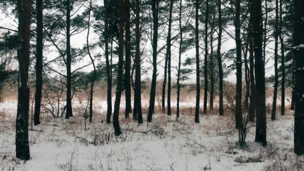 Sosny Zimowym Lesie Opadającymi Płatkami Śniegu — Wideo stockowe