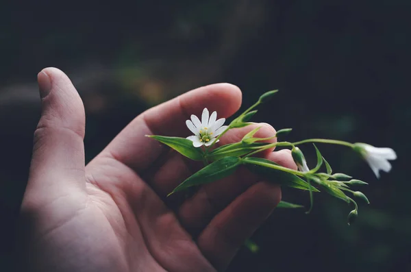 Segurando Suavemente Uma Flor Frágil Florescendo Palma Uma Mão — Fotografia de Stock