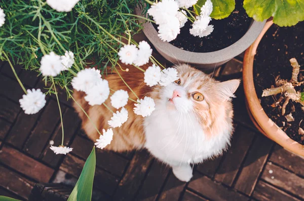 Ginger Gato Bonito Engraçado Cheirando Flores Florescendo Dia Ensolarado Verão — Fotografia de Stock