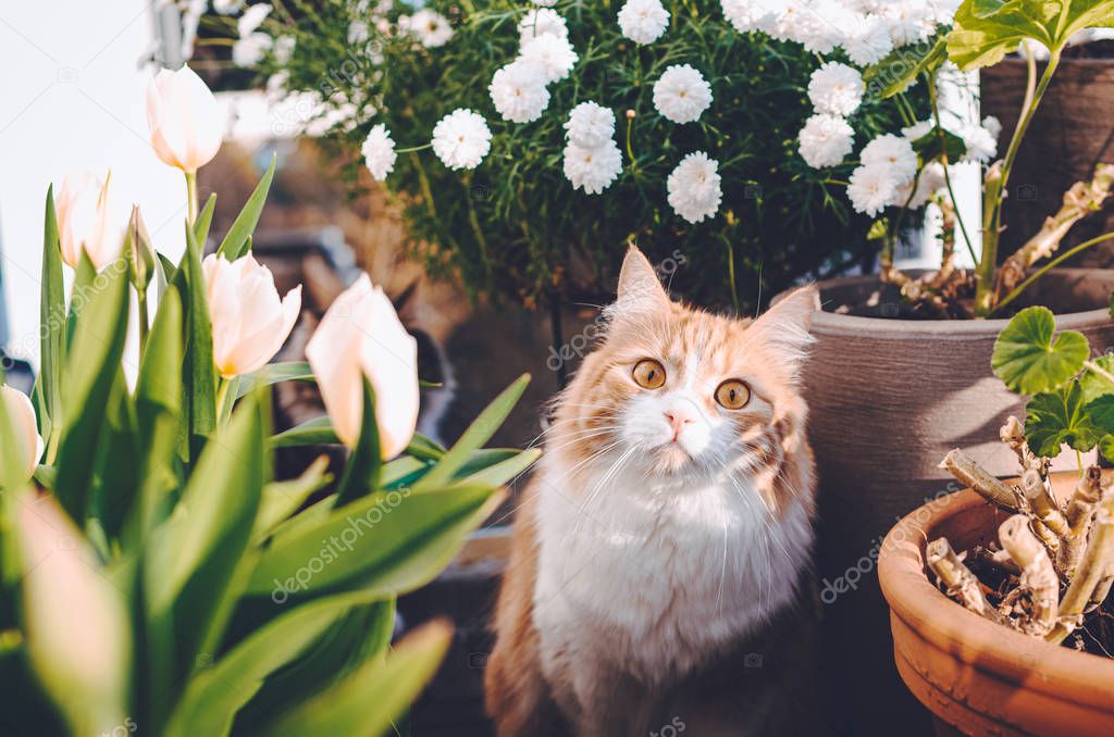 Adorable and funny ginger pussycat surrounded with beautiful summer flowers looking curiously at the camera.