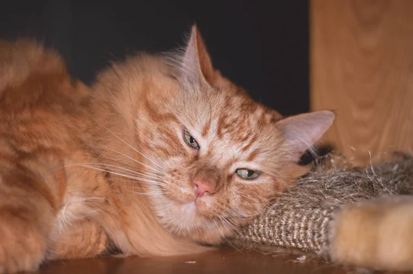Скарбний Імбирний Кіт Лежить Підлозі Сонним Обличчям — стокове фото