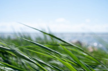 Rüzgarlı bir günde arka planda bulanık bir deniz manzarası olan çimen yaprakları..