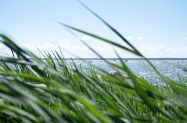 Ön planda çimenlerin bulanık yapraklarıyla güneşli deniz manzarası.