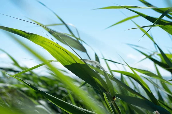 Hojas Hierba Día Soleado Ventoso Con Paisaje Marino Fondo —  Fotos de Stock