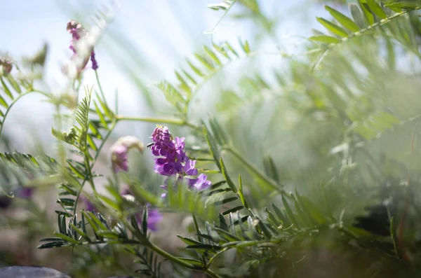Fleur Violette Idyllique Poussant Milieu Herbe Sur Une Plage Ensoleillée — Photo